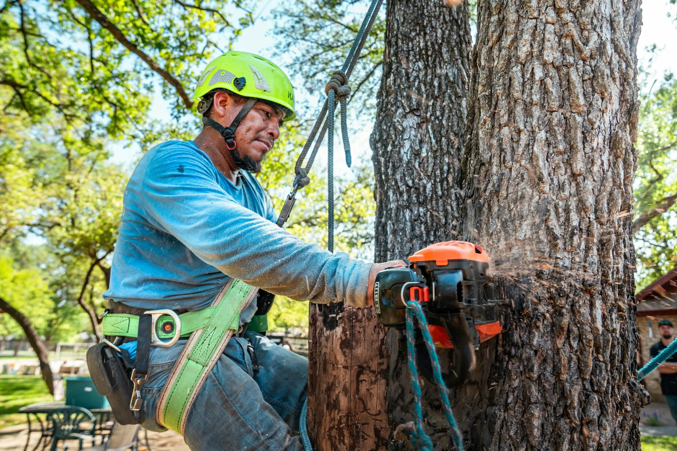 A climber rigged into a large tree cuts the trunk down in sections with a chainsaw — illustrative stock photo of professional sectional removal, not a St. George job site.