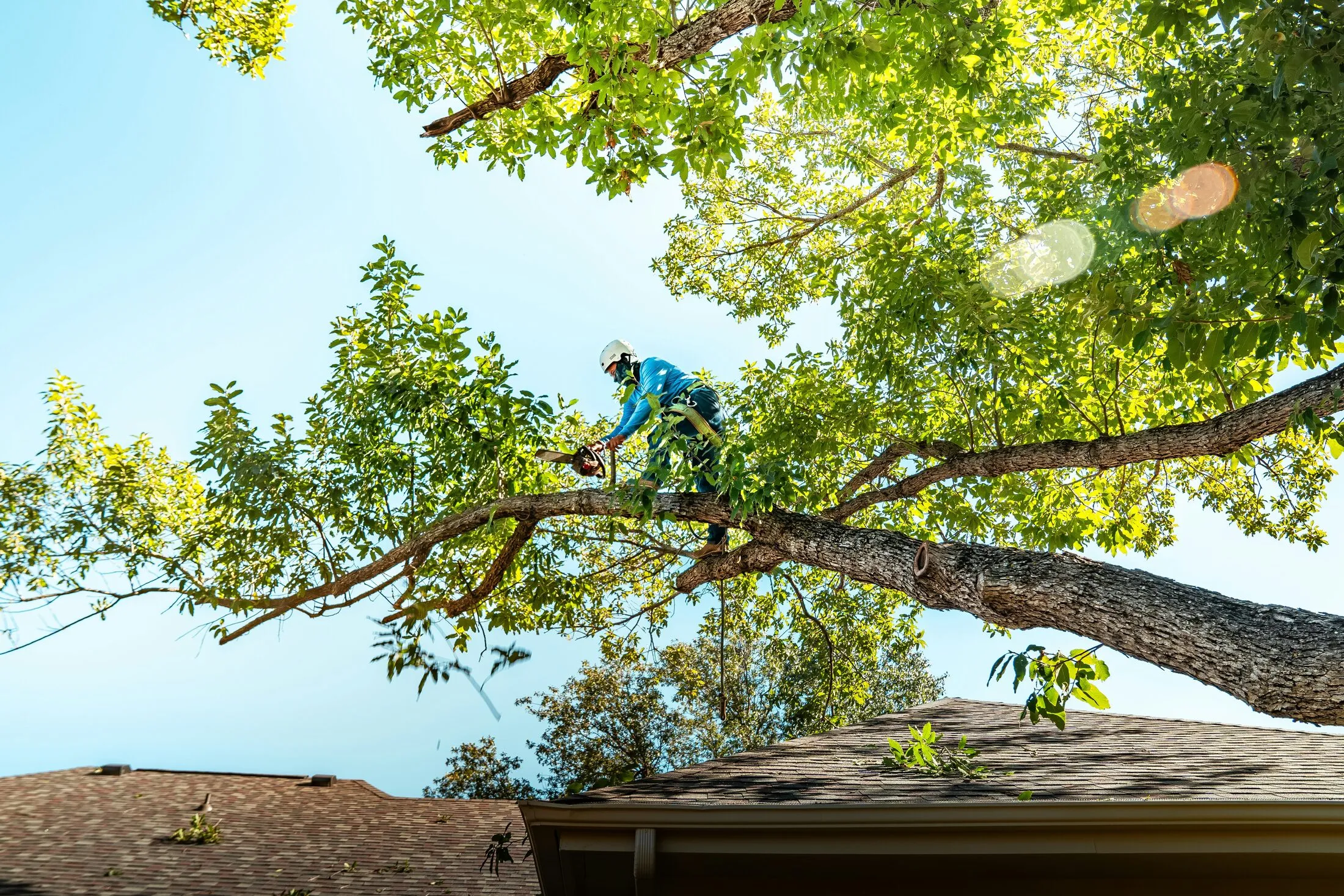 An arborist working through a mature tree canopy — illustrative stock photo of the kind of skilled crown work the companies in this guide perform, not a St. George job site.