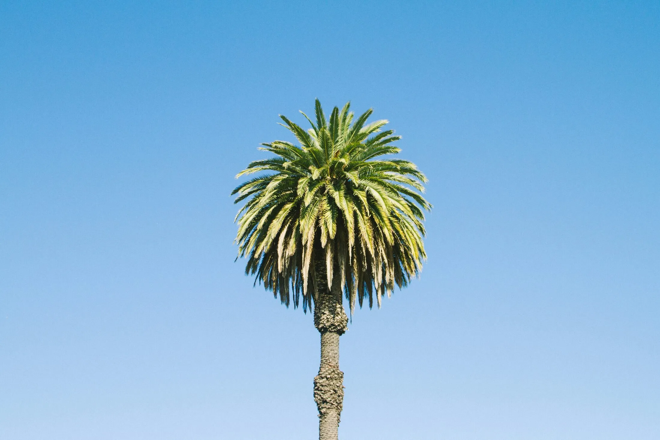 A cleanly trimmed fan palm crown on a single trunk against a clear blue sky — illustrative stock photo showing a healthy full crown with no hurricane cut, not a St. George job site.